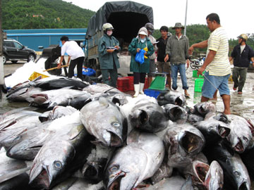 Phú Yên Hỗ trợ ngư dân khai thác vùng biển xa